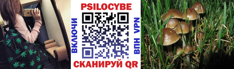 Галлюциногенные грибы Magic Shrooms  blacksprut вход  Краснознаменск 